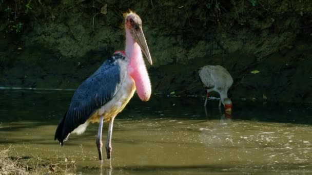 Marabou Stork Standing Still Lake Two Great Egrets Fishing Flying — Stockvideo