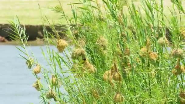 Adorable Herd Nests Pond Side — ストック動画