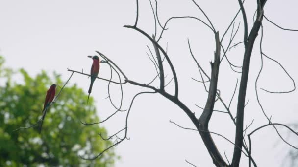 Two Birds Paradise Look Camera Interest Fly Away — 비디오