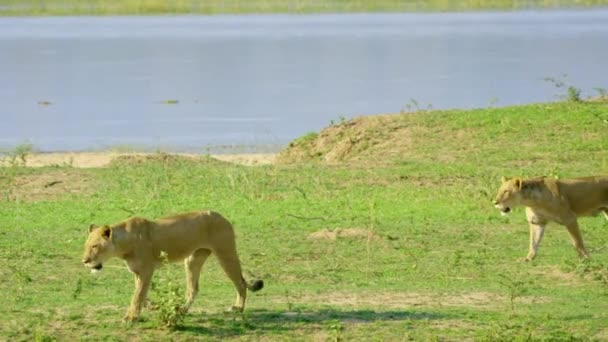 Slow Motion Footage Wild Male African Lion Face Walking Wild — Video Stock