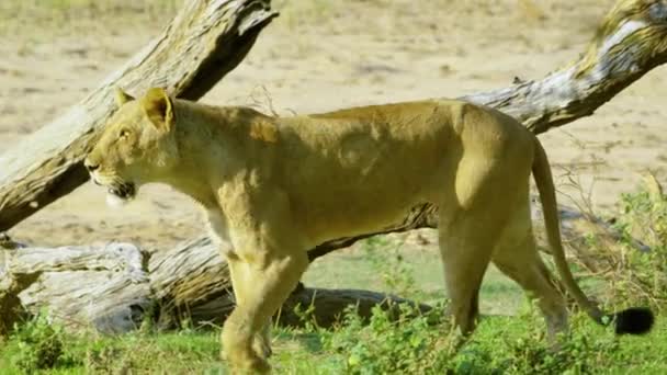 Замедленная Съемка Дикого Африканского Льва Идущего Дикому Лесу Лицо Африканского — стоковое видео
