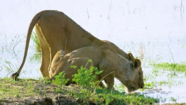 Lion Lioness Drinks Water Savannah Tsavo East — 图库视频影像