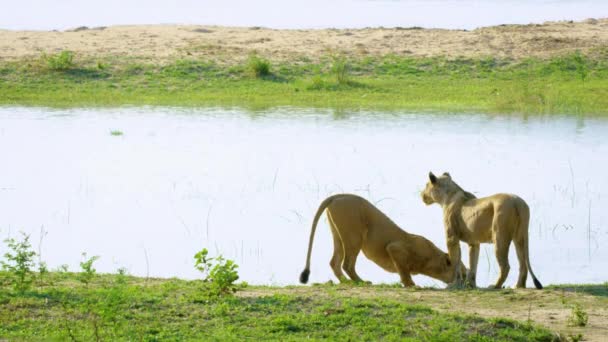 African Lion Drinking Water Animal Behaviour Africa Etosha Namibia Lion — 图库视频影像