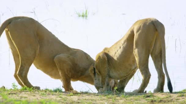 Lion Lioness Drink Water Watering Hole Night Nossob Kgalagadi — Stockvideo