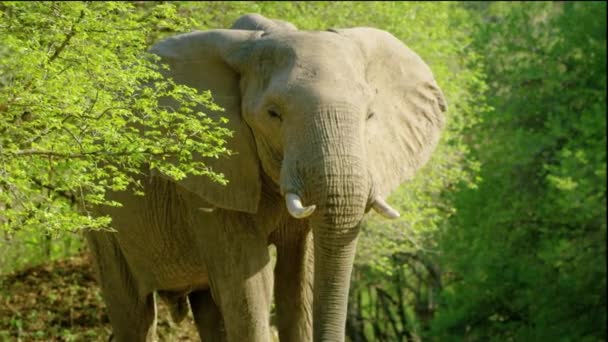African Bush Elephant Loxodonta Africana Lonely Elephant Walking Savannah Amboseli — Video Stock