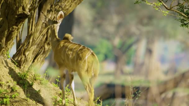 Female Bawean Deer Walks Looks Right Ground — 图库视频影像