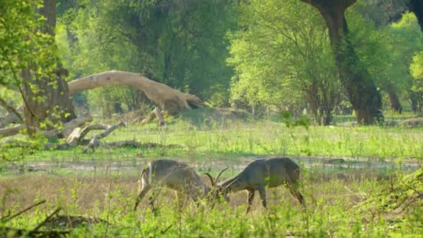 Two Fallow Deer Fighting Rutting Season — 비디오