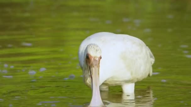 African Spoonbill Platalea Alba Long Legged Wading Bird Ibis Spoonbill — Video