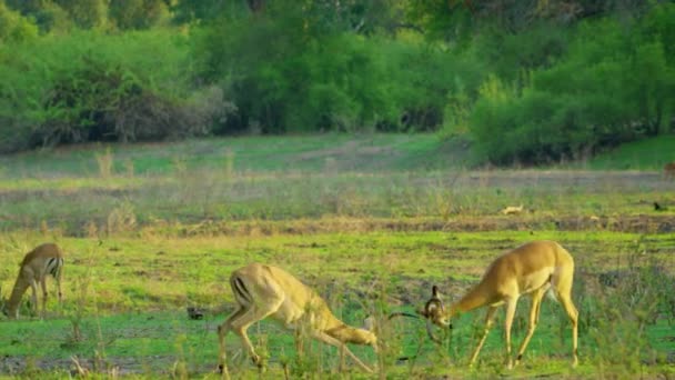 Footage Two Wild African Thomson Gazelle Fighting Playing Together Forest — Video Stock