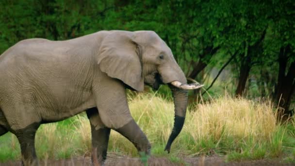 Close Wet Large African Elephant Male Standing Sunlight Tilt Africa — Stockvideo