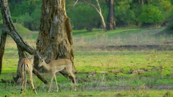 Red Deer Stags Cervus Elaphus Fighting Rutting Season — 图库视频影像