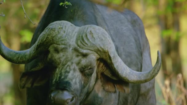 Medium Närbild Buffel Ansikte Med Oxpitt Näsan Kruger National Park — Stockvideo