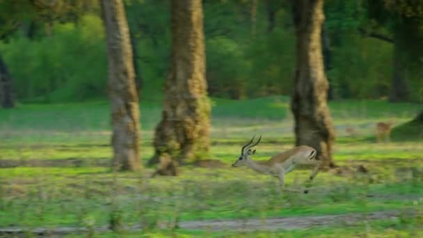 Red Deer Jumping Two Variations Horns Male Horns Female — 图库视频影像