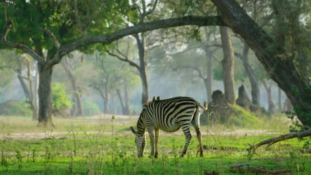 Zebra Grazing Wild Meadow African Savannah Tarangire National Park Tanzania — Video Stock