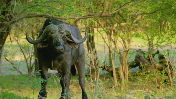 Water Buffalo Grazing Green Pasture Domestic Asian Water Buffalo Walking — Video Stock