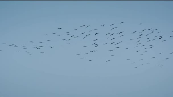 Leader Leads Flock Cranes Migration Birds South Cloudy Sky — Stock Video
