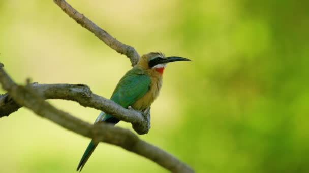 Slow Motion Video Shows Beautiful White Fronted Bee Eater Merops — Video Stock
