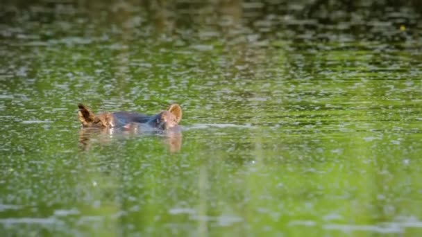 Hippos Sleep Resting River Brown Water Wild Africa — стокове відео