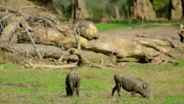 멧돼지 가족은 울타리 옆에서 음식을 먹는다 생돼지와 돼지들 생림에서 채소를 — 비디오