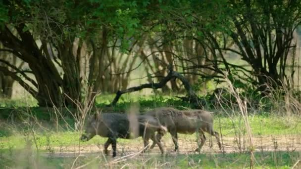 Yaban Domuzu Vahşi Domuz Avrasya Yaban Domuzu Vahşi Domuzlar Ormanda — Stok video