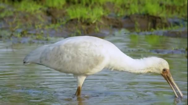 Egret Біла Чапля Білим Оперенням Стоїть Розривній Воді Падає Довга — стокове відео