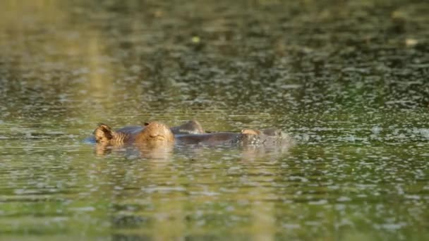 Hippopotamus Man Vuxen Ensam Dränkning Går Dykning Yta Torr Säsong — Stockvideo