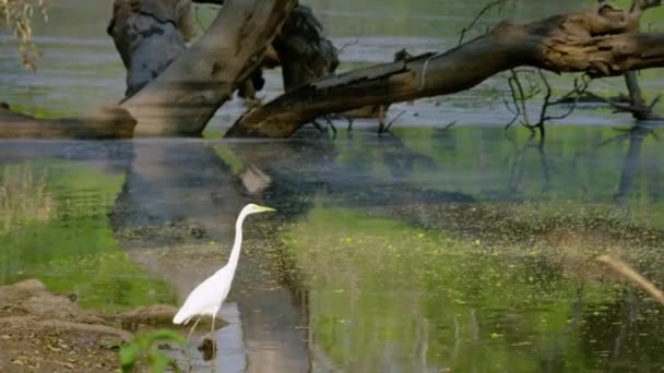 Great Egret Hunting Ridgefield National Wildlife Refuge Ridgefield Washington — Stock video