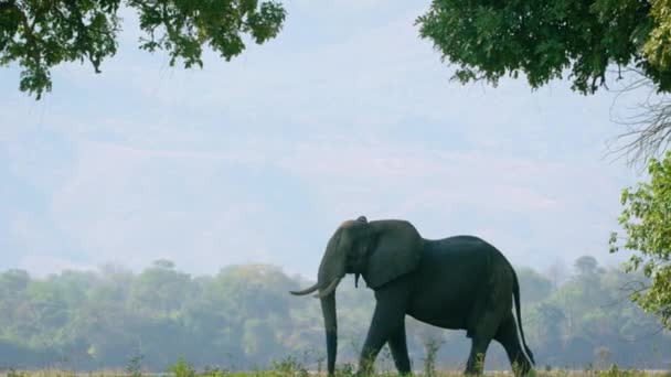 Семья Африканского Слона Буша Гуляющего Субтропическом Лесу Заповедник Мореми Ботсване Лицензионные Стоковые Видео