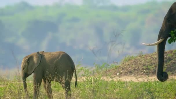 Ritratto Epico Neonato Elefante Vitello Che Corre Nella Foresta Primo — Video Stock