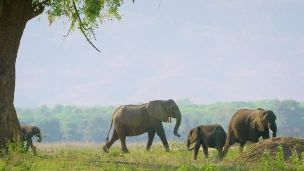 Lassított Felvételen Egy Aranyos Elefántborjú Játszik Anyával Erdőben Afrikai Elefánt — Stock videók