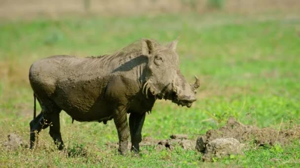 European Wild Boar Sus Scrofa Wanders Forest Oinking Tracking Shot — Stock Video