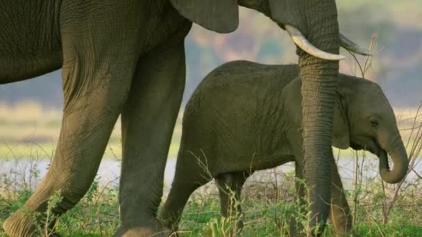 Elefante Madre Ternera — Vídeo de stock