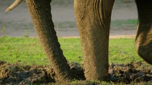 Fauna Selvatica Africa Primo Piano Vista Rallentatore Due Simpatici Elefanti — Video Stock
