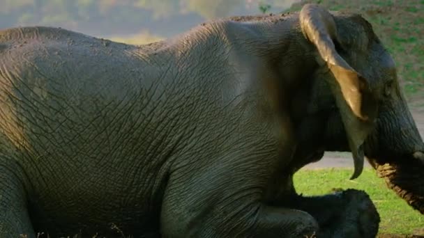 Πολύ Μεγάλος Χαυλιόδοντες Βρεγμένος Ελέφαντας Στο Νερόλακκο Στη Σαβάνα Αργή — Αρχείο Βίντεο