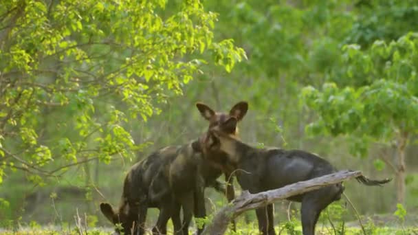 Стая Африканских Диких Собак Дерущихся Между Собой — стоковое видео