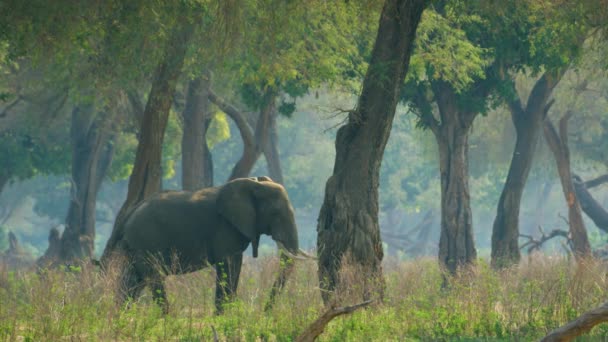 Afrykański Słoń Zbliżyć Się Zwolnionym Tempie Wideo Stockowe