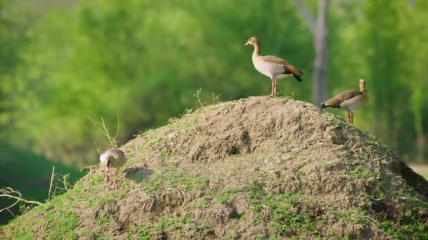 Beautiful Egyptian Goose Duck Winter Lake Park Netanya Israel Wild — Stock videók
