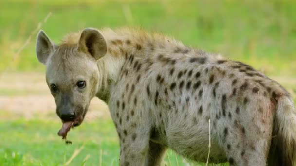 Hiena Manchada Comendo Carne Savana Deserto África Austral — Vídeo de Stock