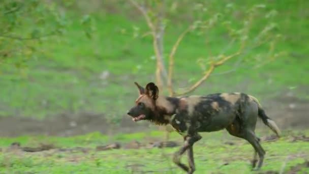 Afrykańskie Dzikie Psy Biegają Całej Drodze Polowania Republice Południowej Afryki — Wideo stockowe