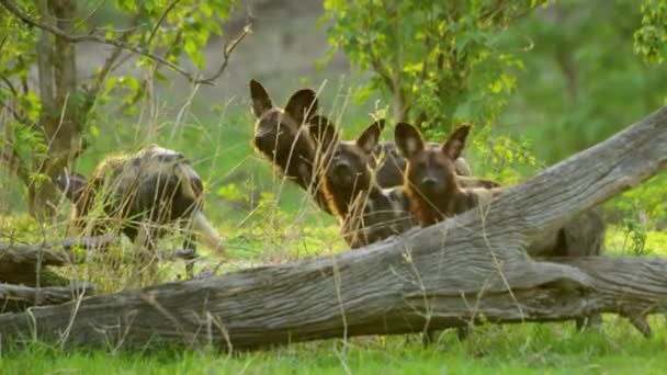 壊れた木のほかに黒い野生のアフリカ犬のパック — ストック動画