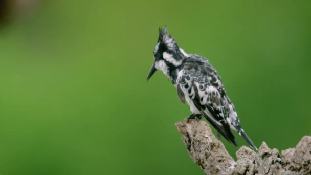 Aves Migratorias Pied Kingfisher Vagando Por Las Ramas Secas Santuario — Vídeos de Stock