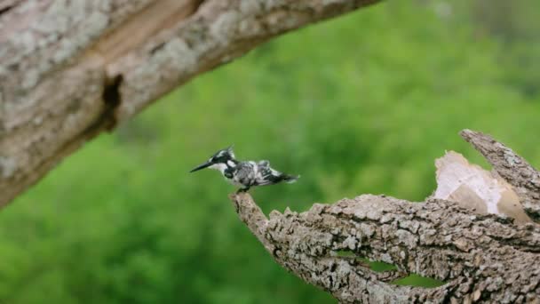 鳥の保護区の乾燥した枝をさまよっている哀れなカワセミ — ストック動画