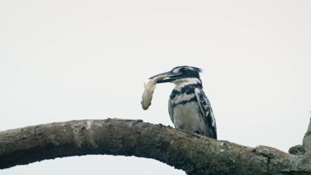 Pied Kingfisher Ceryle Rudis Soorten Water Zwart Wit Ijsvogel Wijd — Stockvideo