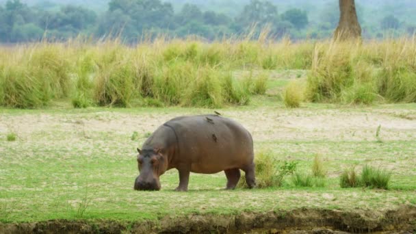 Wild Hippopotamus Grazing Meadow Birds Sitting His Body — Stock Video