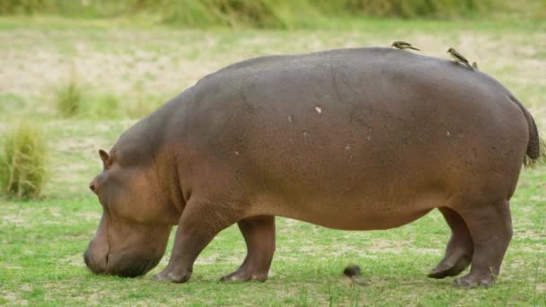 Primer Plano Hipopótamo Grazing Verde — Vídeos de Stock