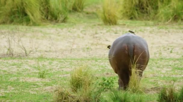 Hip Hrocha Pasoucího Zelené Trávě Hroch Ukazující Záda — Stock video