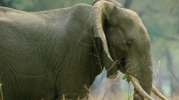 Thajský Slon Odpočívající Pasoucí Zblízka — Stock video