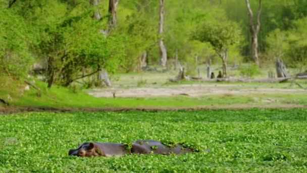 Hippopotamus Masculino Adulto Solitário Submergindo Debaixo Mergulho Surfacing Dry Season — Vídeo de Stock
