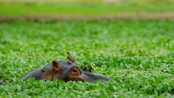 탕으로 강이나 연못에서 수영하는 아프리카 하마를 닫습니다 머리는 잠기지 새들이 — 비디오
