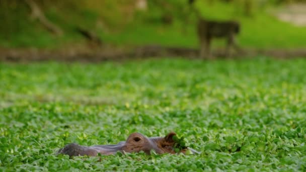 カバ両生類またはカバ大 主に草食性 サハラ以南のアフリカに自生する半水棲哺乳動物 Hamerkopと白サギと水の中で — ストック動画